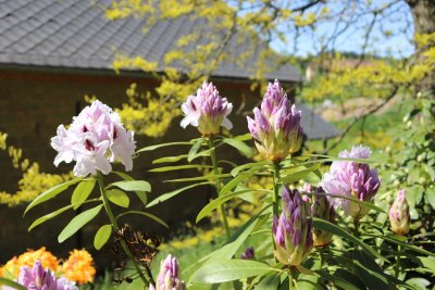 Rhododendron - pěnišník - květy (1)
